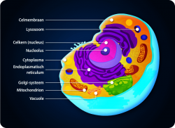 e-Xpert Anatomie en Fysiologie: De cel