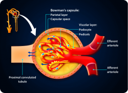 e-Xpert Anatomie en Fysiologie: Urinewegstelsel