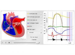 e-Xpert Anatomie en Fysiologie: Circulatiestelsel