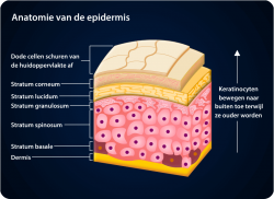 e-Xpert Anatomie en Fysiologie: Huid en sensorische stelsel