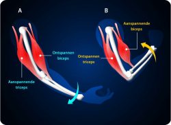 e-Xpert Anatomie en Fysiologie: Spieren