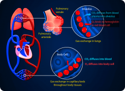 Shock en hemodynamiek