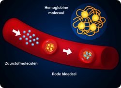 e-Xpert Anatomie en Fysiologie: Ademhalingsstelsel