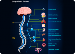 e-Xpert Anatomie en Fysiologie: Pakket