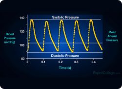 e-Xpert: Arteriële bloeddrukcurve