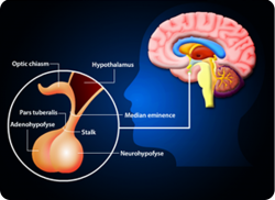 e-Xpert Anatomie en Fysiologie: Hormoonstelsel