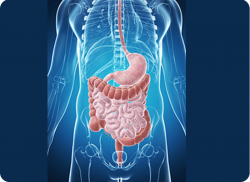 e-Xpert Anatomie en Fysiologie: Spijsverteringsstelsel