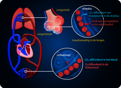 e-Xpert DA: Circulatiestelsel
