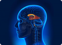 e-Xpert DA: Parkinson
