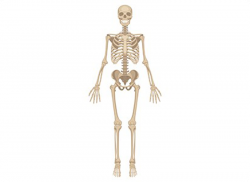 e-Xpert Anatomie en Fysiologie: Botten